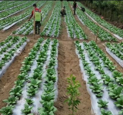 Pakcoy TMMD Ke-129 Tumbuh Subur, Buka Peluang Produktivitas dan Ekonomi Warga Sekardadi Pakcoy TMMD Ke-129 Tumbuh Subur, Buka Peluang Produktivitas dan Ekonomi Warga Sekardadi