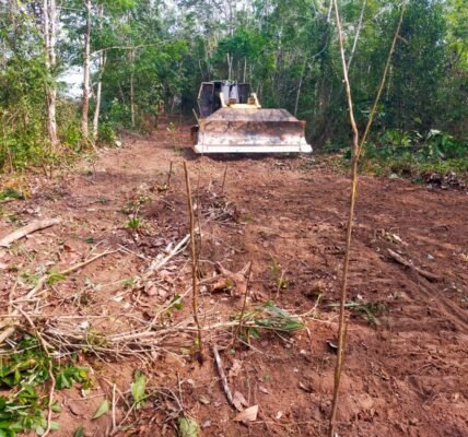 Pembukaan Jalan di Blambangan Umpu Tingkatkan Mobilitas dan Ekonomi Desa